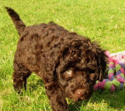 Dude. I'm a Doodle. My namesake is Hurley from LOST. I make involuntary silly comments. But if you stick with me. You'll be happy you did.