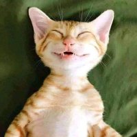صديق الوافين (@aa22eee) 's Twitter Profile