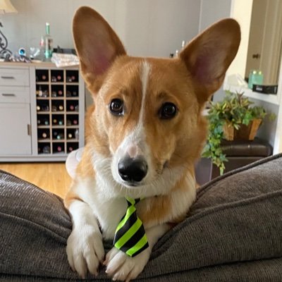 Mom to Theodore. Big fan of Corgis and the Buffalo Bills.