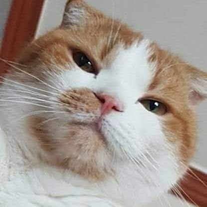 Kn9Len's profile picture. Moomoo 🌱💚🇲🇽
Sigo a más Moomoos 💚🤠