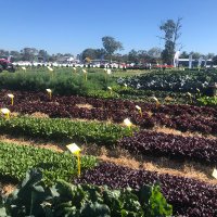 Victorian Vegetable Innovation Days (@vicvid23) 's Twitter Profile