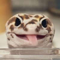 チャリを盗むな🇹🇬肉塊 (@nemnemnm) 's Twitter Profile Photo チャリを盗むな🇹🇬肉塊 (@nemnemnm) 's Twitter Profile Photo
