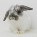 Ayano (@fluffy_lapine) Twitter profile photo Ayano (@fluffy_lapine) Twitter profile photo
