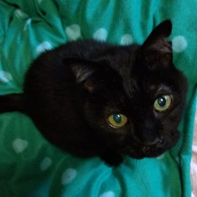 Q(黒猫)スピカ(白きじ猫)
かわいいおじいちゃんず❤
何故か旧アカに入れなくなってしまったので
新アカにしました。
お知り合いの方はフォロー&フォロバお願いします❤はじめましての方もよろしくお願いします(*・ω・)*_ _))ペコリン
⚠副業、エロアカ等は即ブロックします。