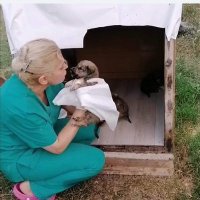 Ayşe Özdemir 🧚Elimde Hayat bulan CANLAR için🐈🐕 (@ayseloveanimals) 's Twitter Profile