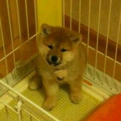 柴犬ダニエルの子育てに奮闘しているアラサー