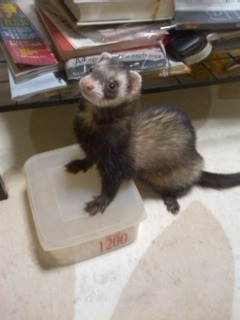 boil2547mini's profile picture. 担々麺フェチの愛咲です♪気軽に絡んでください★でも、へんなからみはタブーですヽ(^o^)丿