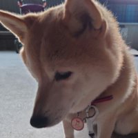 こいちゃん✿ (@sensyalove) 's Twitter Profile