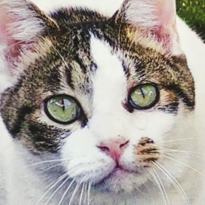 shigech_hooo's profile picture. レトロゲームいいね