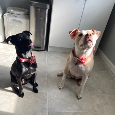 IronAndSteel11's profile picture. "Don't count the days, make the days count." - Muhammad Ali