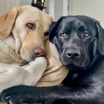 Welcome to #Labrador Lovers ❤️               
Follow Us😍 If You Love #Labradors !             
This page is dedicated to all #LabradorRetriever Lovers ✨