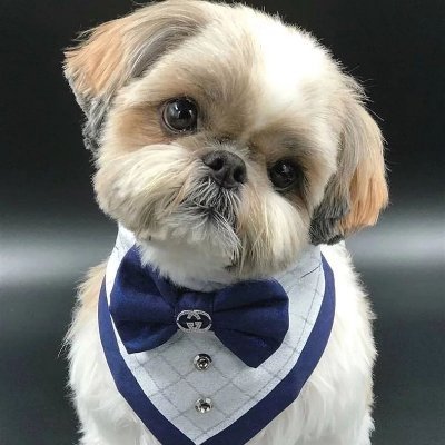 Welcome to #Shihtzu Lovers ❤️                                
Follow Us😍 If You Love #Shihtzus !               
This page is dedicated to all #Shihtzu Lovers ✨