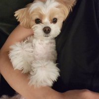 地狱事业编 (@kylieyyy17) 's Twitter Profile Photo 地狱事业编 (@kylieyyy17) 's Twitter Profile Photo