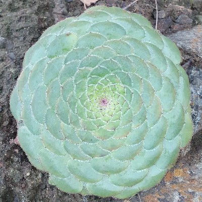 aeonium92 Profile Picture