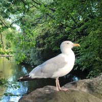 chuyuan (@chuyuan53690323) 's Twitter Profile