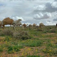 بوفهد (@ytb_alhq) 's Twitter Profile Photo