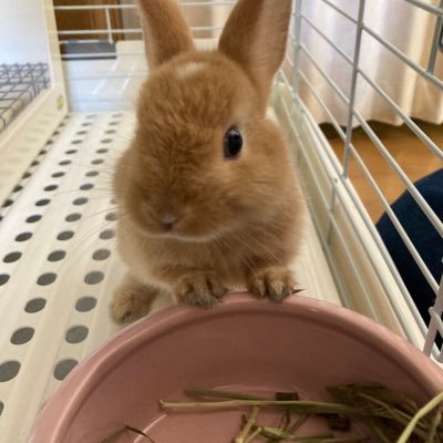 manatanmam's profile picture. きなこ🐰2022.8.26♀ドワーフ オレンジ おでこに白い🌙マークがチャームポイント 飼い主👩‍⚕️20年ぶりにうさ飼い始めました〜※無言いいね&フォローお許しください  🐰さん以外のDMはお断り