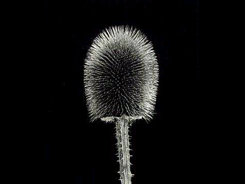 agathino's profile picture. 