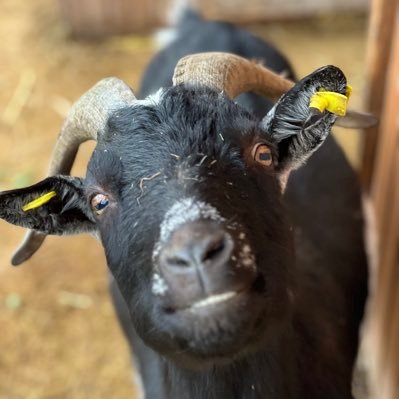 LostieBoyy's profile picture. Professioneller SK Fan der gerne ins Gym geht