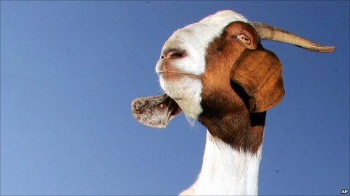 Hungry_Goat's profile picture. Feed me twitter when it acts up please.