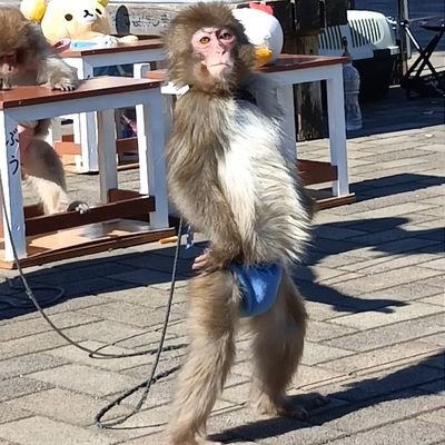 日常ツイート仕事柄里山に入ること多いです。にゃんこ/ウーパールーパー飼い。モンキーエンターテイメントのかある君推し