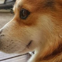 もか (@aikomame22) 's Twitter Profile
