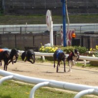 www.greyhoundracingtimes.co.uk (@greyhoundtimes) 's Twitter Profile Photo www.greyhoundracingtimes.co.uk (@greyhoundtimes) 's Twitter Profile Photo