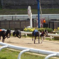 www.greyhoundracingtimes.co.uk(@greyhoundtimes) 's Twitter Profile Photo