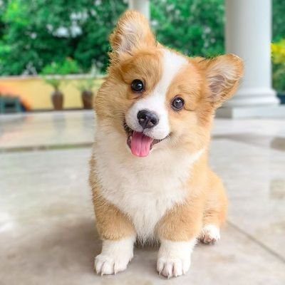 The Official Twitter Account For The #Corgi Lover Club