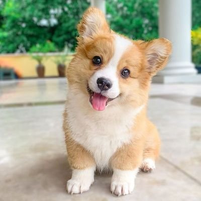 CorgiLoverClub2 Profile Picture