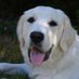 Inigoe jollifant (@inigoej) Twitter profile photo Inigoe jollifant (@inigoej) Twitter profile photo