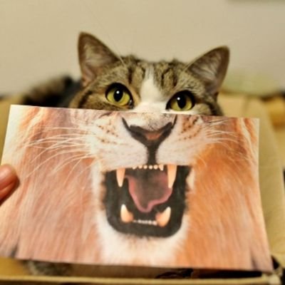 nivkone's profile picture. next go go go!