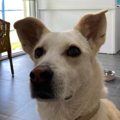 ItayOrg's profile picture. ילד נזלת בדימוס