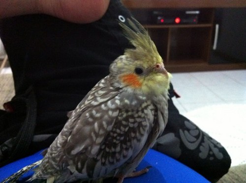 jaymemendes's profile picture. Apenas um rapaz latino-americano sem dinheiro no banco