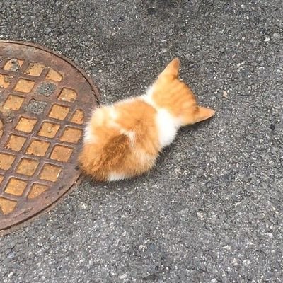 감튀さんのプロフィール画像