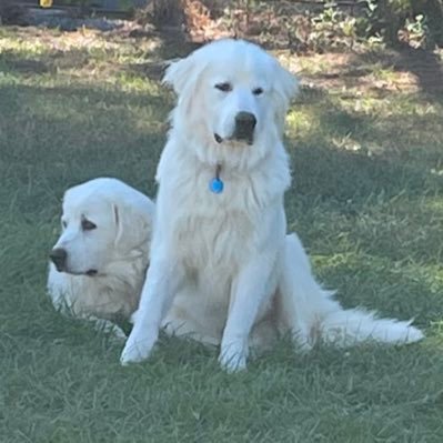 TARCYPOUKAA's profile picture. 