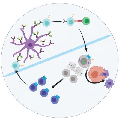 Marcus Clark lab @UChicago. Studying B cells and lupus. The B stands for Best! Tweets by lab members.