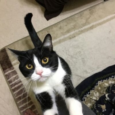 wghvut8FDsqotiC's profile picture. はちわれふーちゃんのママ改め、ノンノに名前を変えました。

猫大好き💕
動物大好き❤️
動物園巡りも始めてみました🔰
突然のフォロー、お許しくださいね。