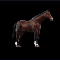 Thoroughbred Thursday (@tbredthursday) 's Twitter Profile Photo