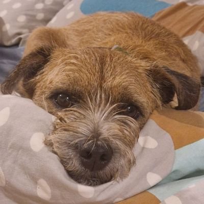 I'm Rocky & I'm 7! I'm a rescue pup who enjoys making friends, getting lots of cuddles, walkies & playing with my toys.
#BTPosse member