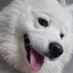 Doggo Doggy face (@Djbuggy1985) Twitter profile photo