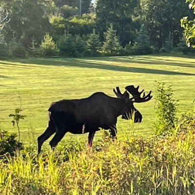 MOOSE5754 Profile Picture