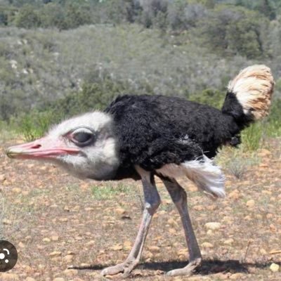 Stoned Ostrichさんのプロフィール画像