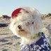 Valentino Says Arrrooo!™️ (@valentinopup) Twitter profile photo Valentino Says Arrrooo!™️ (@valentinopup) Twitter profile photo