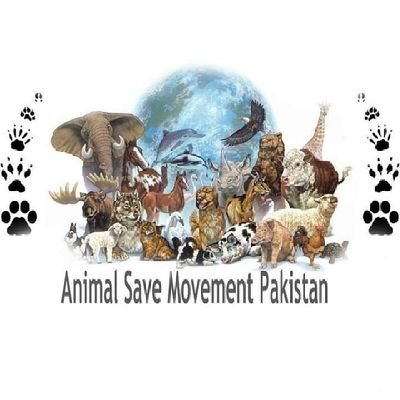 We want an animal loving society and establish a vegetarian Society in Pakistan.