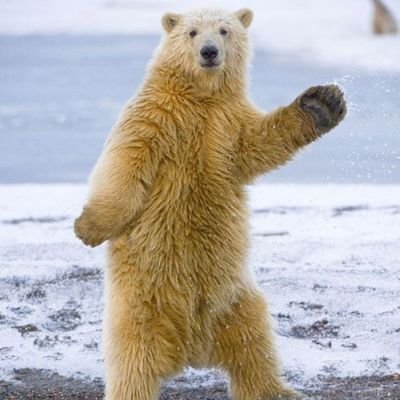 Celtic FC,  Rock Music, Dancing Bears or Alpacas.