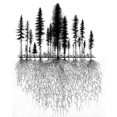 The Language of Trees by Katie Holten is a fusion of storytelling & art, celebrating our kinship with trees. USA & Irish Bestseller 🌟