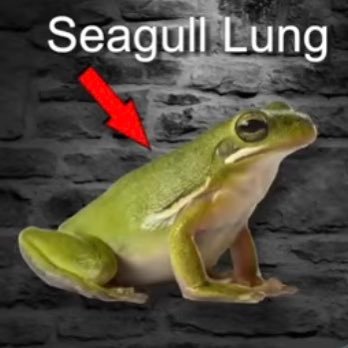 Bonjour! My name is SeagullLung. Lungy for short. I am just a common frog that likes to go to the frog park to hang out with my frog buddies playing Jai Alai.