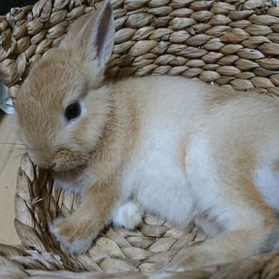 カメ (@a19boardgeme) / Posts / X