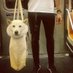 鬼鬼 (@dngchochn1) Twitter profile photo 鬼鬼 (@dngchochn1) Twitter profile photo